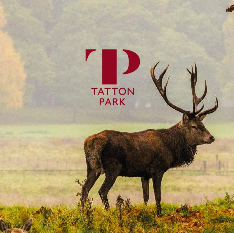 Deers at Tatton Park
